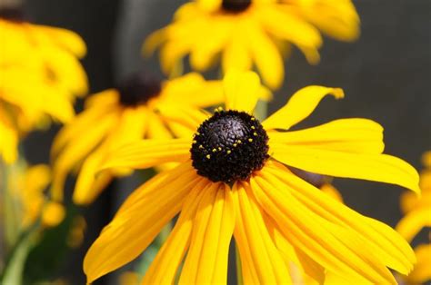  Flores de Otoño una melodía melancólica que te lleva a un viaje introspectivo